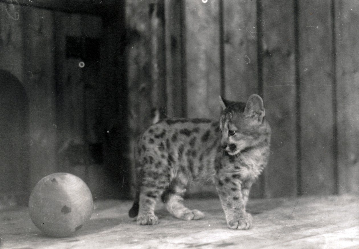 Leopard Cub with a Ball by Frederick William Bond