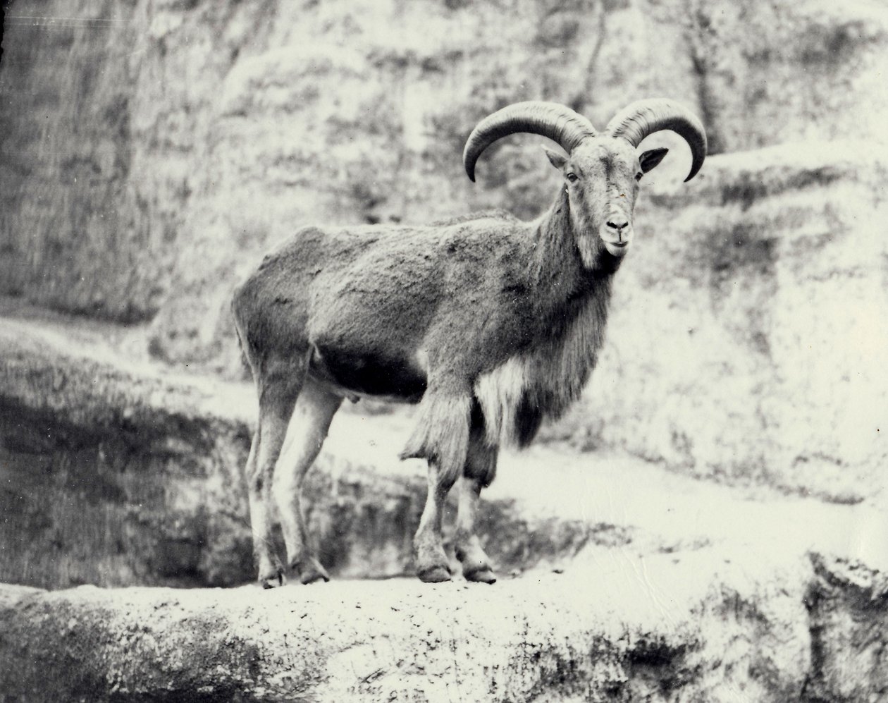 Male Barbary sheep on the Mappin terrace, London Zoo by Frederick William Bond