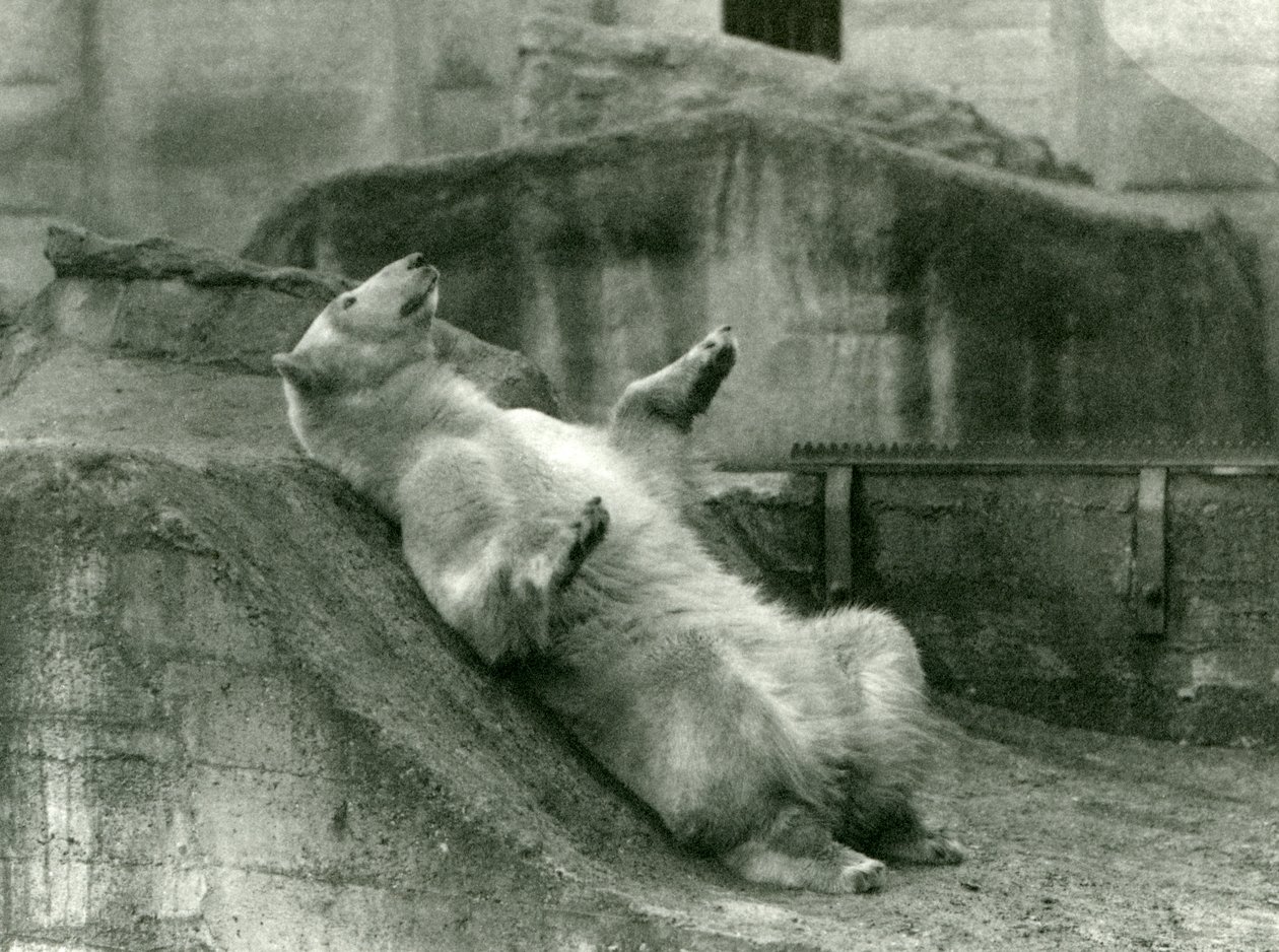 Polar Bear Sam reclining in his enclosure at the foot of the Mappin Terraces, London Zoo, 1923 by Frederick William Bond