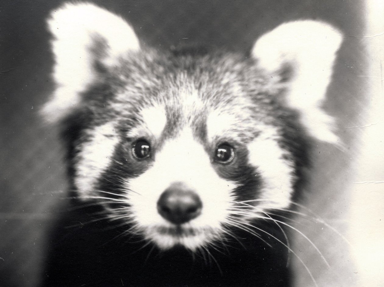 Red Panda, 1913 by Frederick William Bond