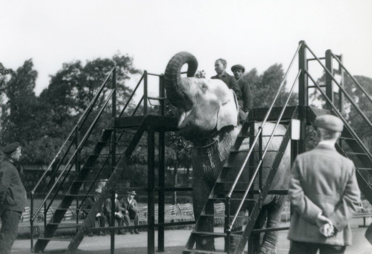Syed Ali training Indiarani, while other staff and keepers look on, London Zoo, June 1922 by Frederick William Bond