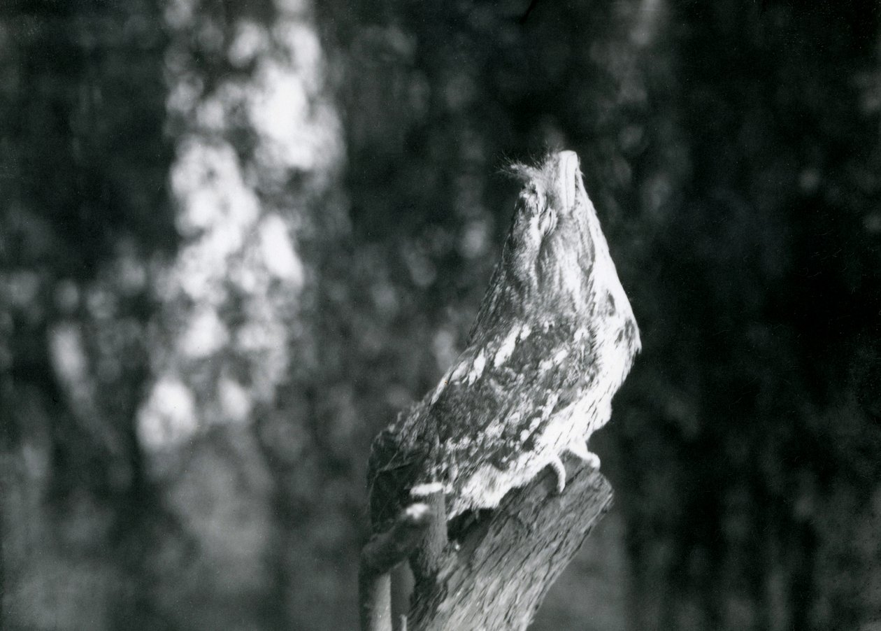 The cryptic plumage and resting pose of a Tawny Frogmouth camouflages it on a branch at London Zoo, December 1921 by Frederick William Bond