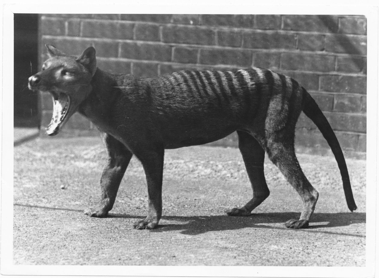 The now extinct Tasmanian Tiger, or Thylacine by Frederick William Bond