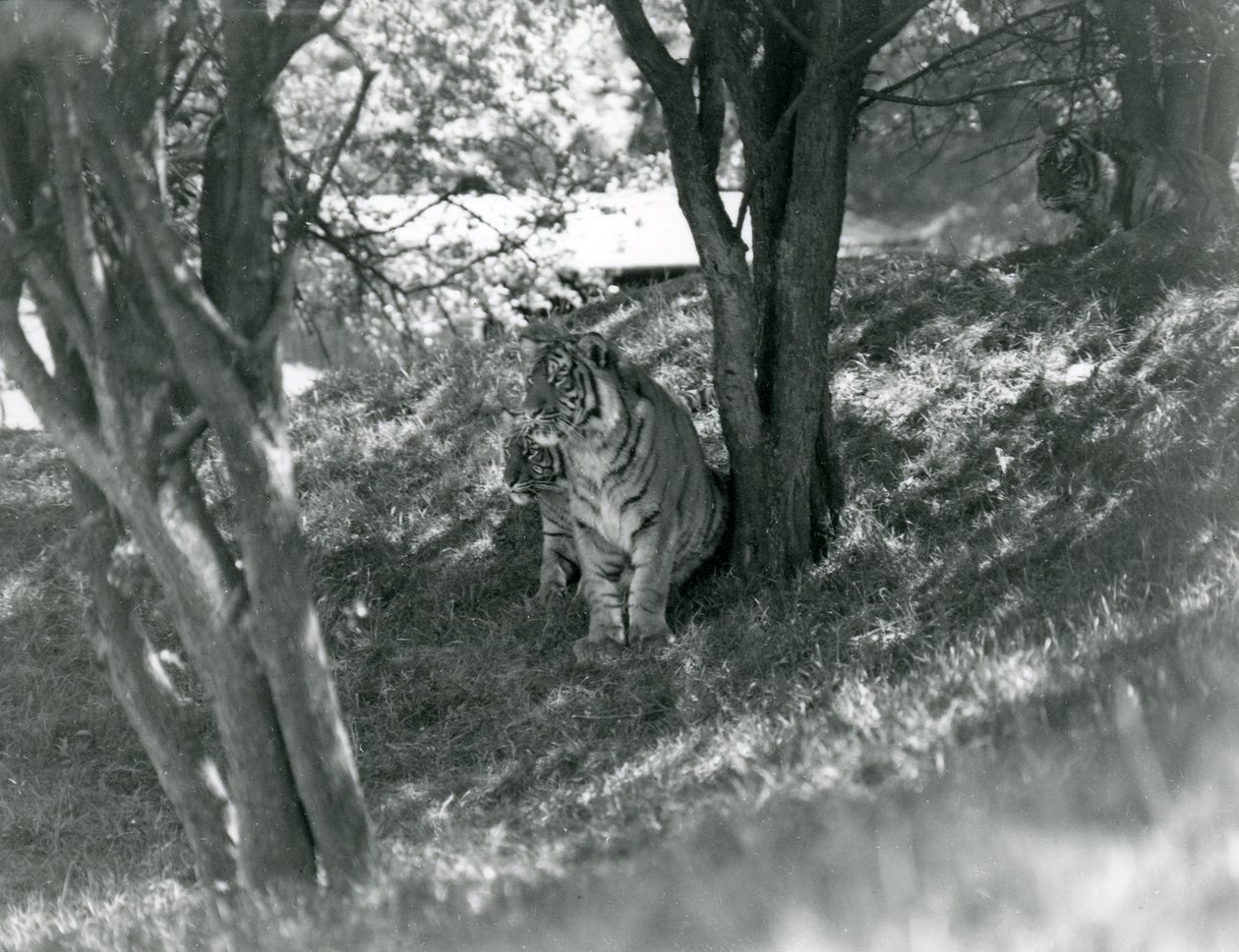Three Tigers Resting Under Small Trees in Their New Enclosure at Whipsnade by Frederick William Bond