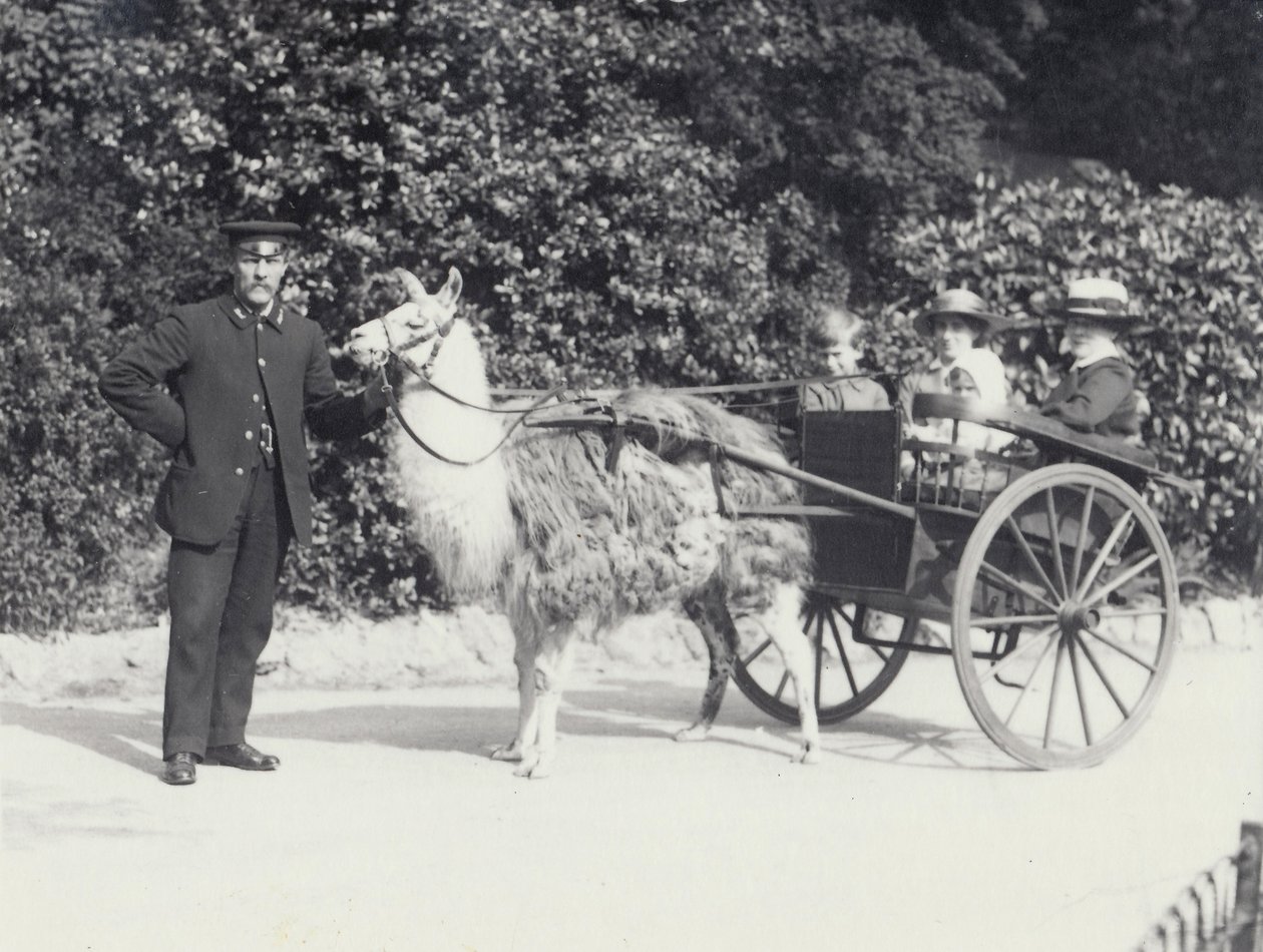 Three visitors including a young boy, riding in a cart pulled by a Llama with a keeper, London Zoo, May 1914 by Frederick William Bond