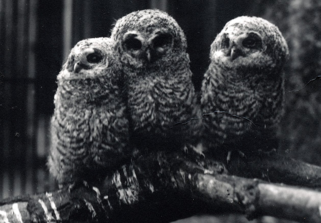 Three young Tawny Owls sit on a branch by Frederick William Bond
