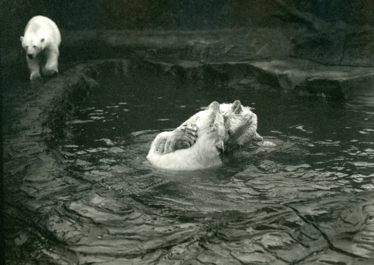 Two Polar Bears romp in their pool while another walks by, London Zoo, June 1922 by Frederick William Bond