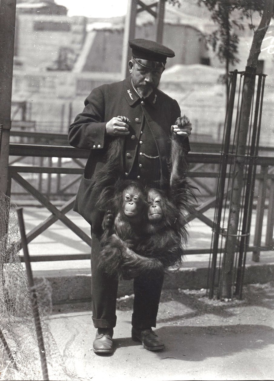 Two young Orangutans being held up by the arms, by keeper Rodwell, at London Zoo by Frederick William Bond