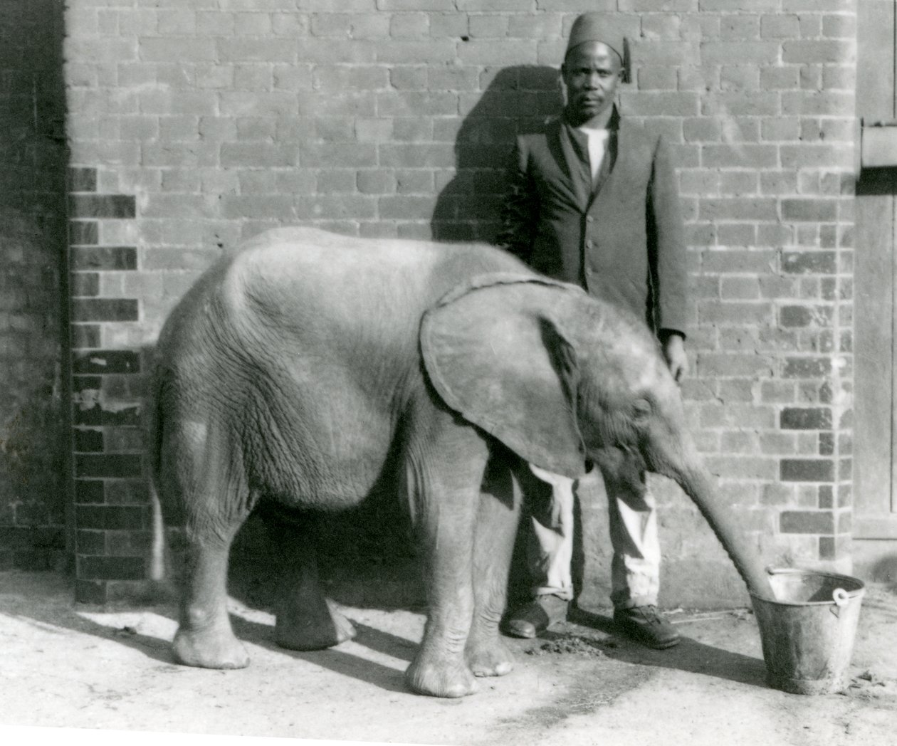 Young African Elephant Kiberenge Being Given a Drink by Darisha, London Zoo, September 1923 by Frederick William Bond