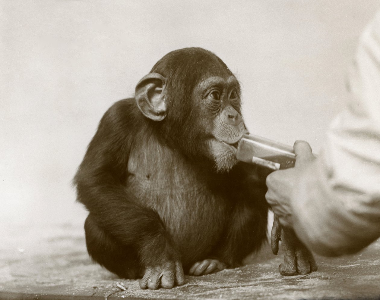 Young Chimpanzee 