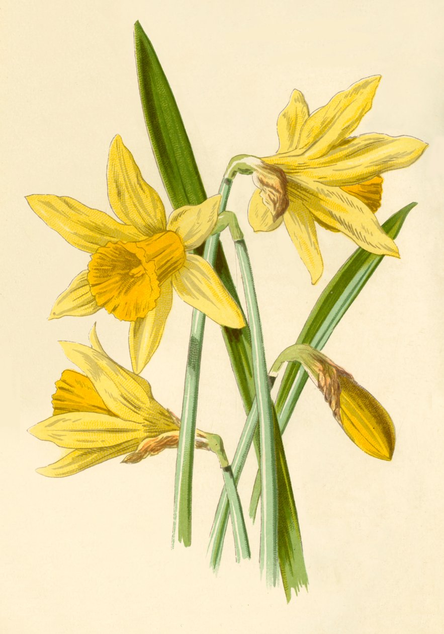 Daffodil by Frederick Edward Hulme
