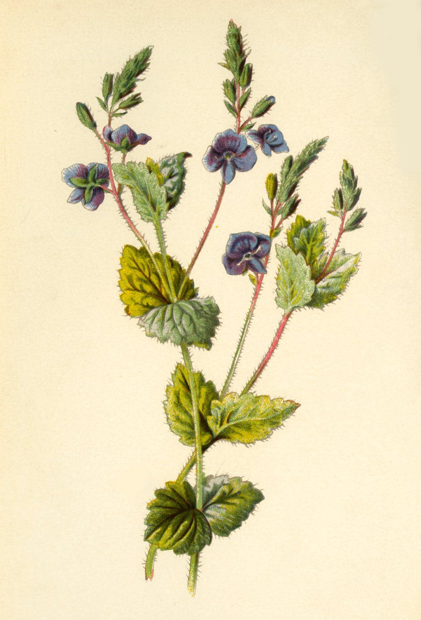 Germander Speedwell by Frederick Edward Hulme