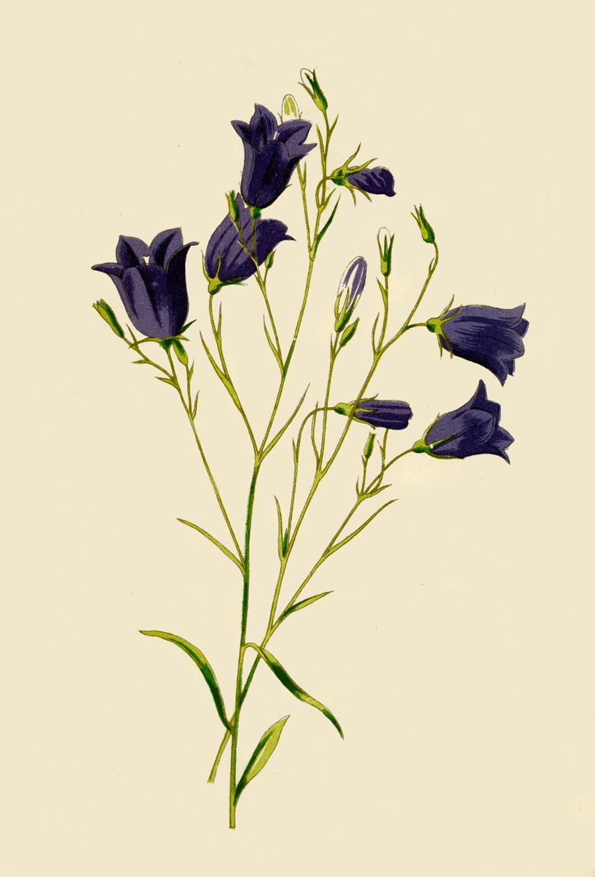 Harebell, 1877 by Frederick Edward Hulme
