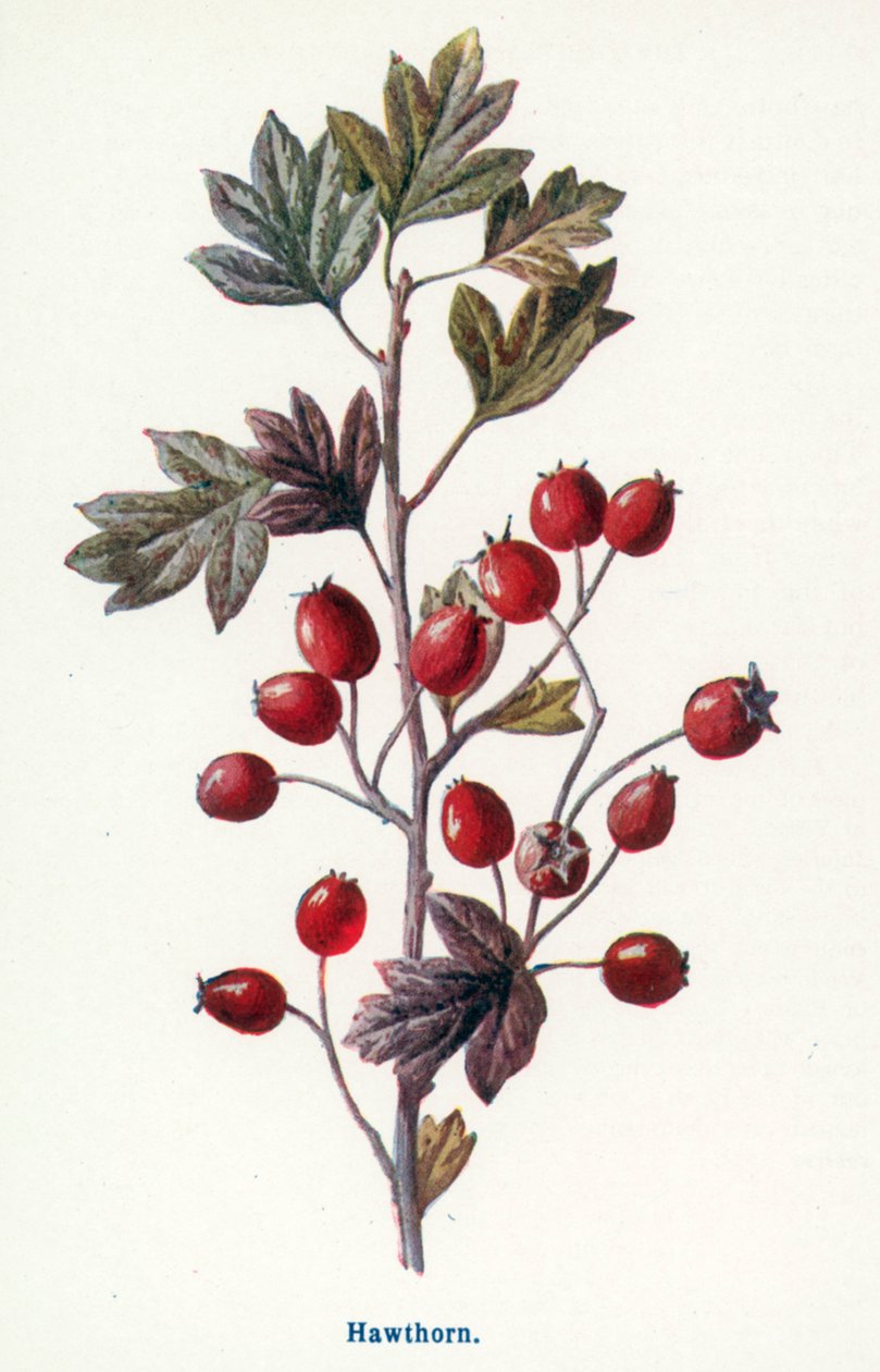 Wild Fruits of the Country-side: Hawthorn by Frederick Edward Hulme