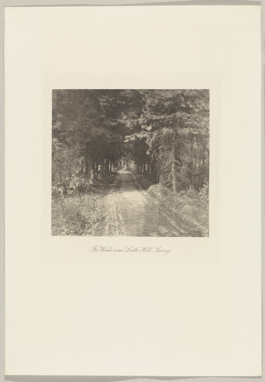 Fir Woods near Leith Hill, Surrey by Frederick H. Evans