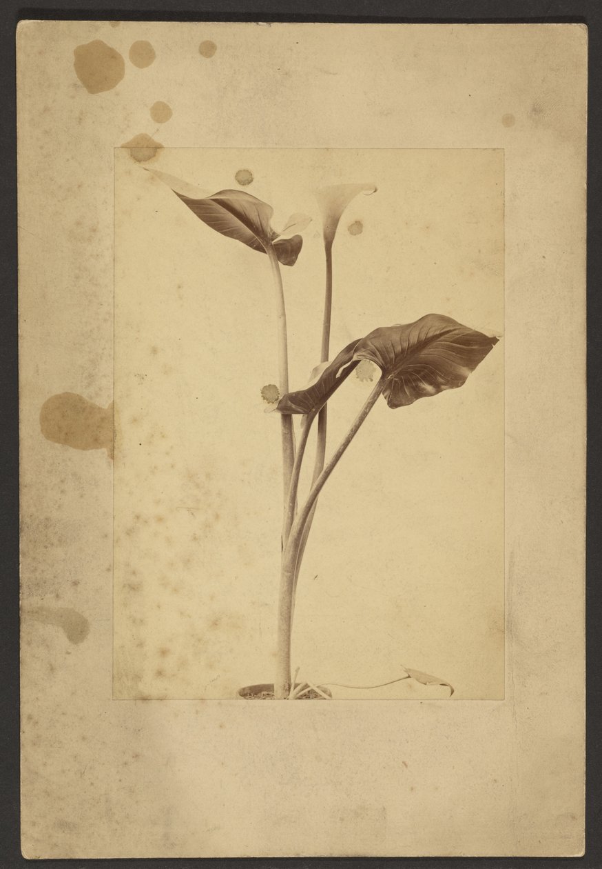 Calla Lily by Frederick H. Hollyer