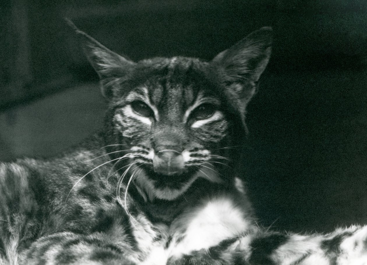 A Baby Lynx Bobcat licking its lips, London Zoo, June 1925 by Frederick William Bond