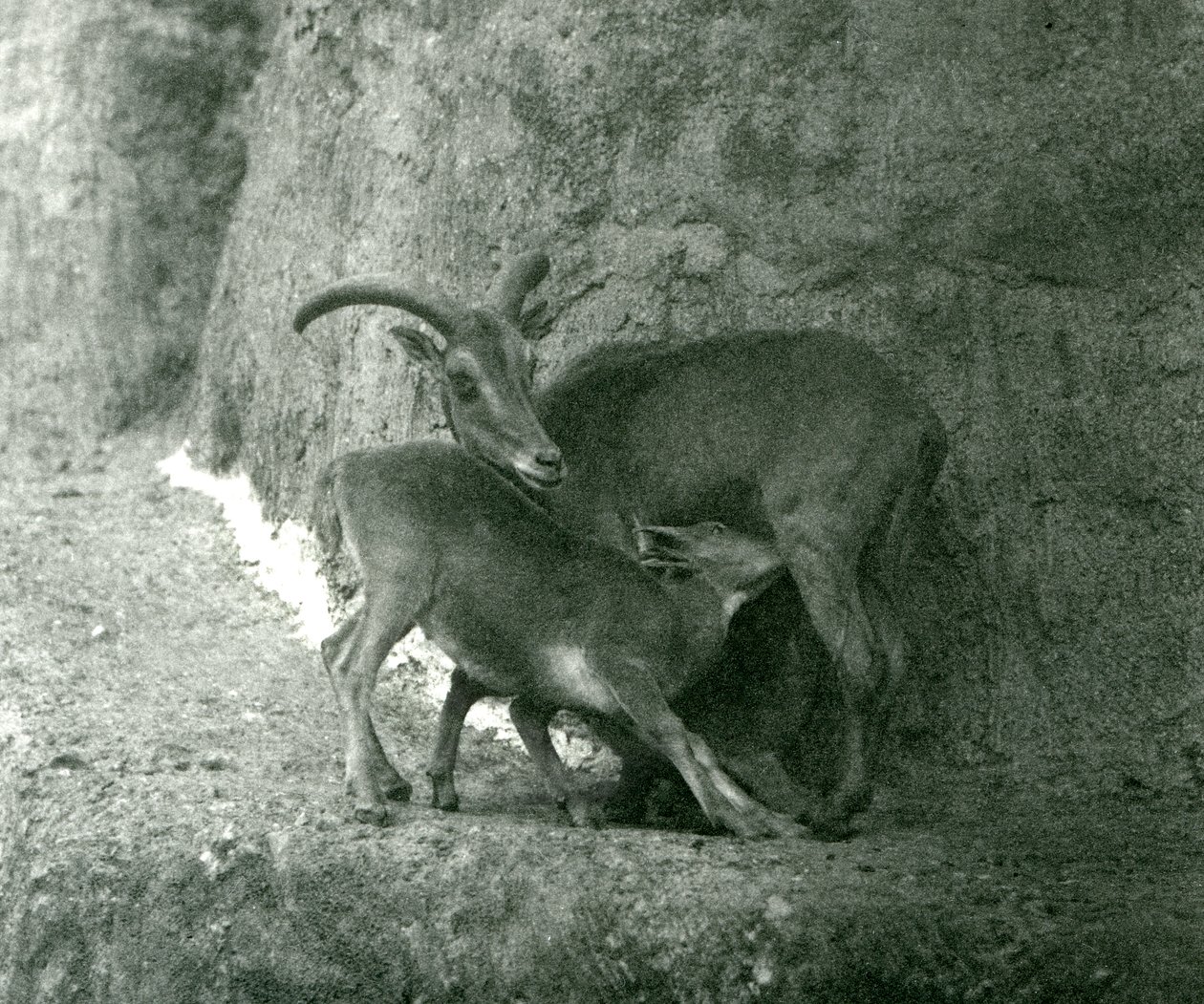 A Barbary Sheep Feeding Her Lamb on the Mappin Terraces, London Zoo (August 1927) by Frederick William Bond
