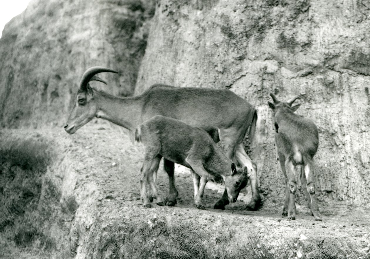 A Barbary Sheep Standing with Her Two Young on the Mappin Terraces, London Zoo, August 1927 by Frederick William Bond