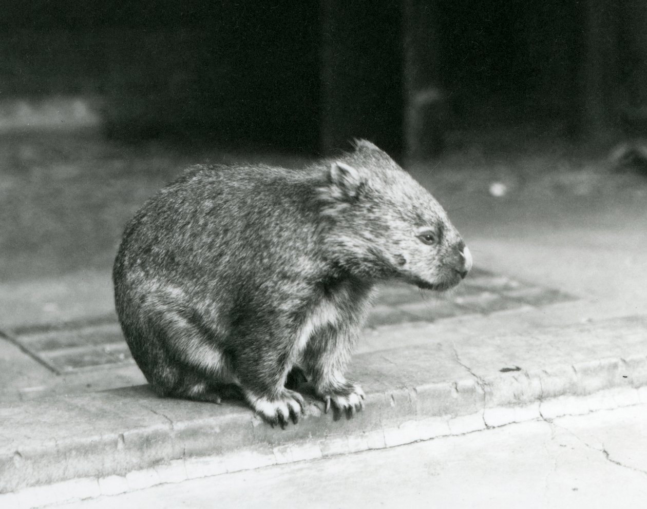 A Bare-nosed/Common/Coarse Haired Wombat sitting on the ground at London Zoo in 1929 by Frederick William Bond