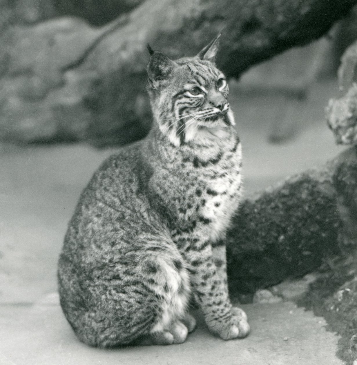 A Bay Lynx or Bobcat sitting up at London Zoo by Frederick William Bond