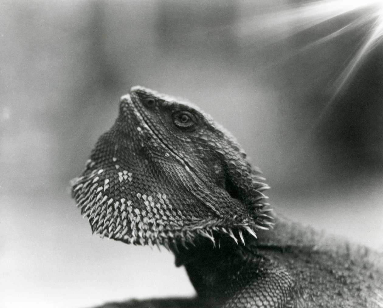 A Bearded Lizard looking up at London Zoo in 1930 by Frederick William Bond