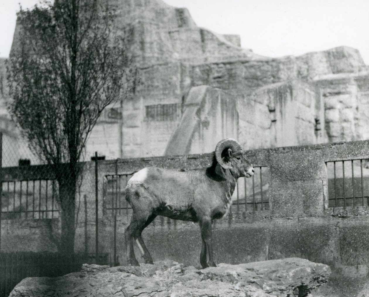 A Bighorn Sheep ram standing on a rock looking out over his enclosure at the foot of the Mappin Terraces, London Zoo. 1931 by Frederick William Bond