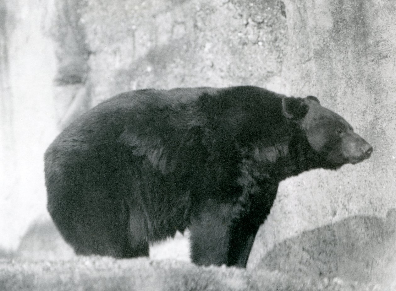 A Black Bear Standing in Its Enclosure, on the Mappin Terraces, at London Zoo in 1924 by Frederick William Bond