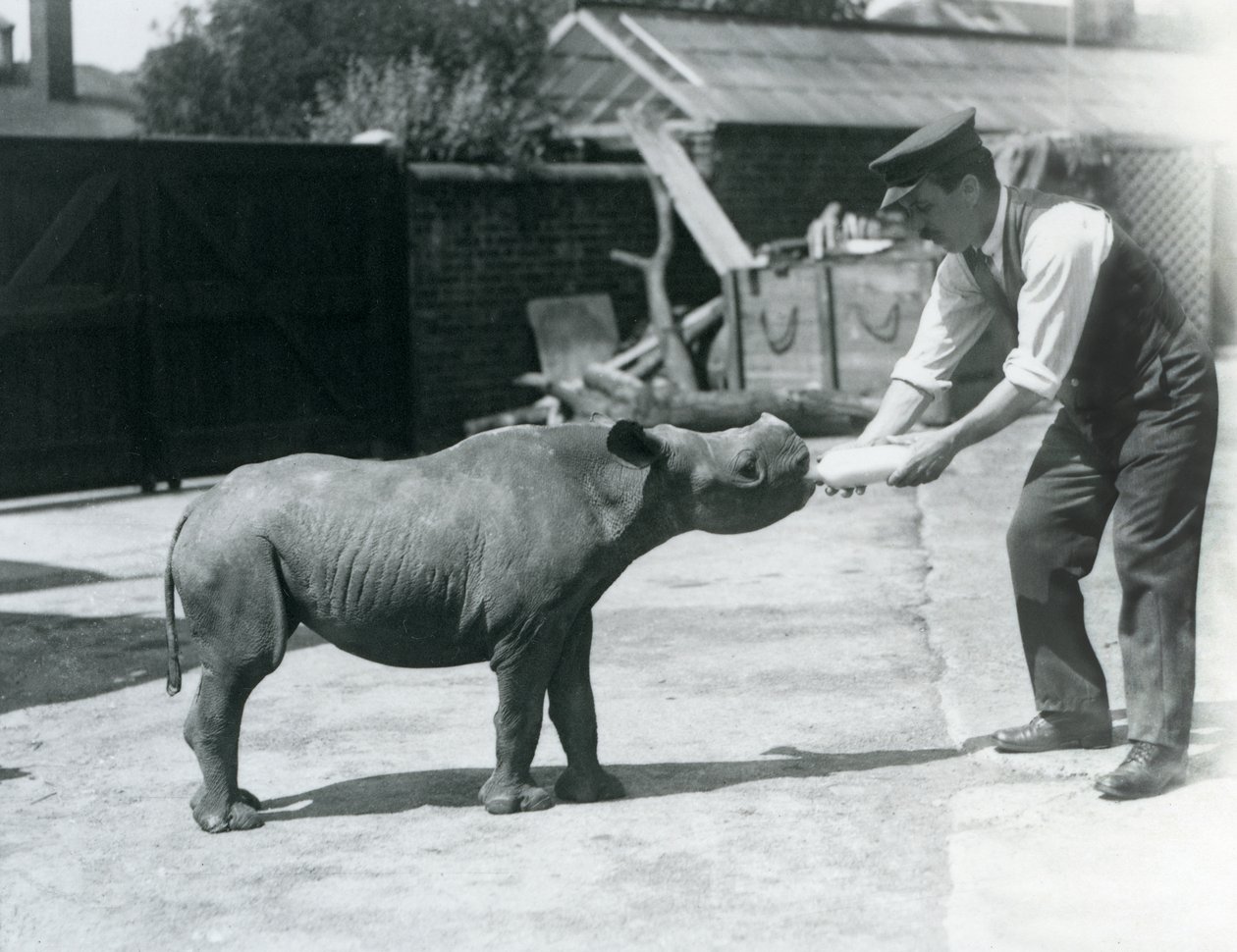 A Black Rhinoceros calf being bottle fed by its keeper, London Zoo, September 1928 by Frederick William Bond