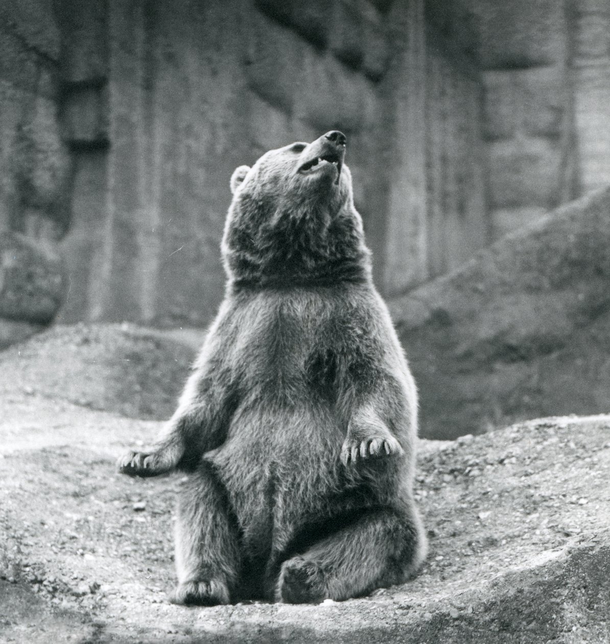A Brown Bear Sitting Up on a Rocky Ledge at London Zoo in September 1927 by Frederick William Bond