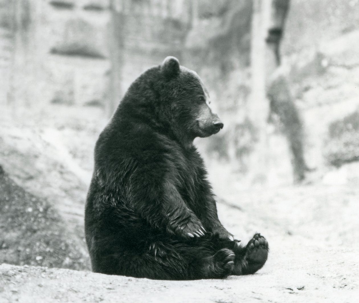 A Brown Bear Sitting Up on the Rocks of the Mappin Terraces, London Zoo by Frederick William Bond