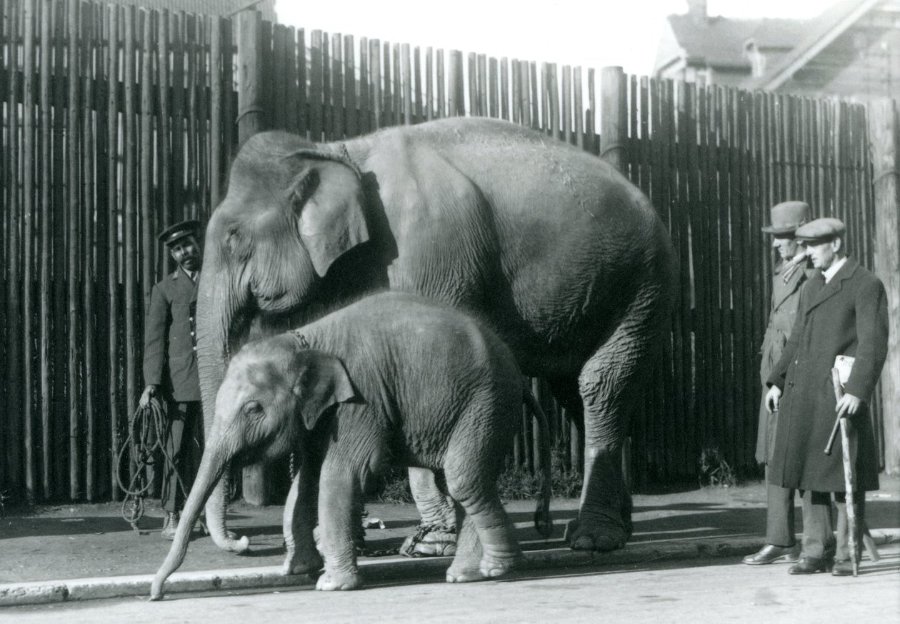 A Burmese Elephant and Her Calf Being Taken for a Walk by Their Keeper, While Two Other Men Look On by Frederick William Bond