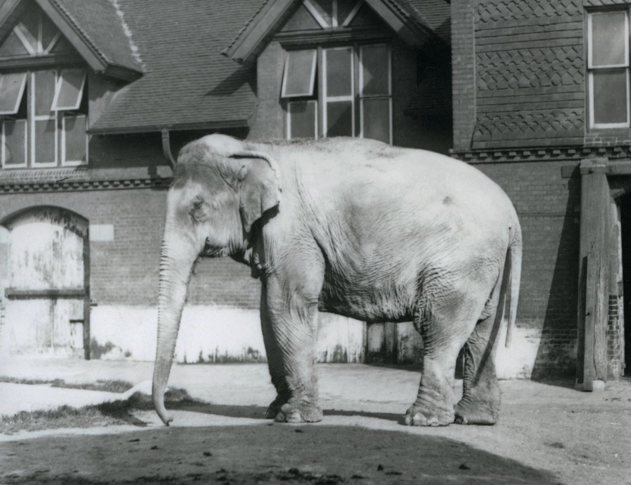 A Burmese Elephant Standing Outside the Elephant House, London Zoo by Frederick William Bond