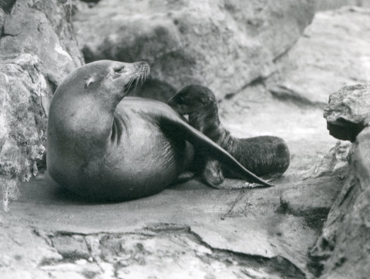A California Sea Lion nursing her one hour old pup, London Zoo, July 1925 by Frederick William Bond