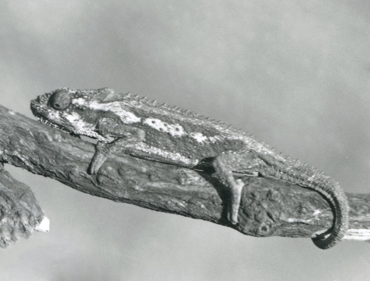 A Cape Dwarf Chameleon Holding on to a Branch, London Zoo (1927) by Frederick William Bond