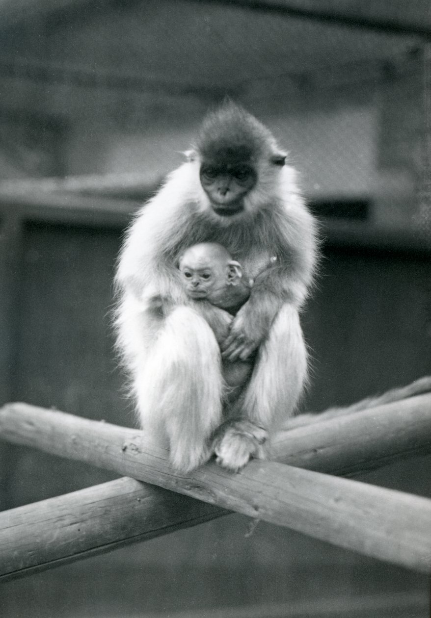 A Capped Langur Holding Baby While Sitting on a Beam, London Zoo, 6th October 1913 by Frederick William Bond