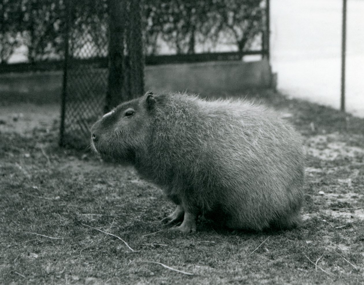 A Capybara sitting in its enclosure at London Zoo by Frederick William Bond