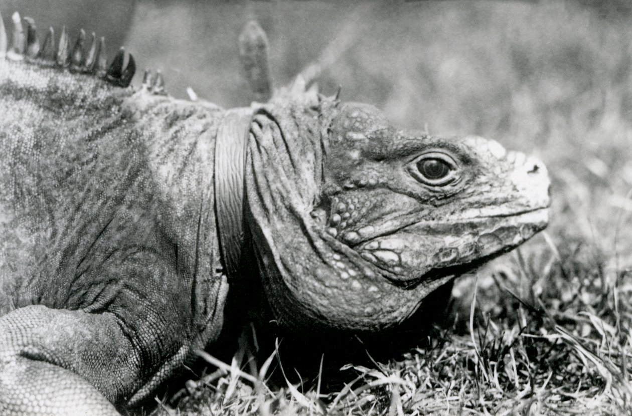 A Clouded Rock Iguana Methuselah, Wearing a Collar, Walking on a Lawn at London Zoo, July 1924 by Frederick William Bond