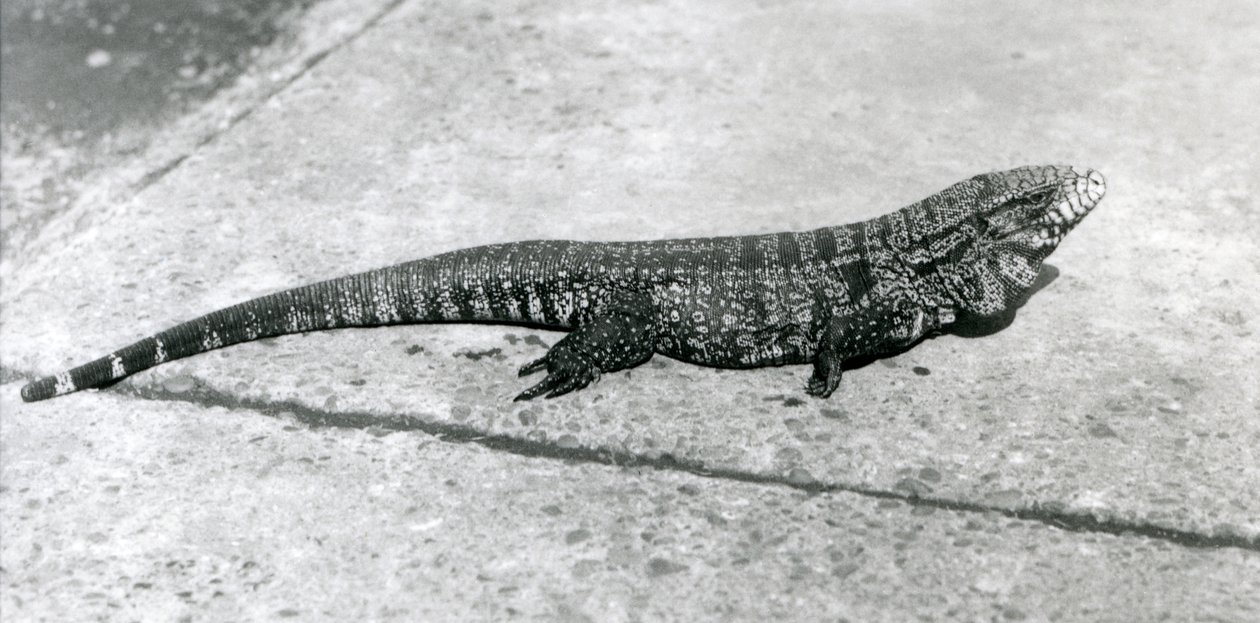 A Common Gold Golden Black Columbian Tegu or Tiger Lizard at London Zoo in August 1926 by Frederick William Bond