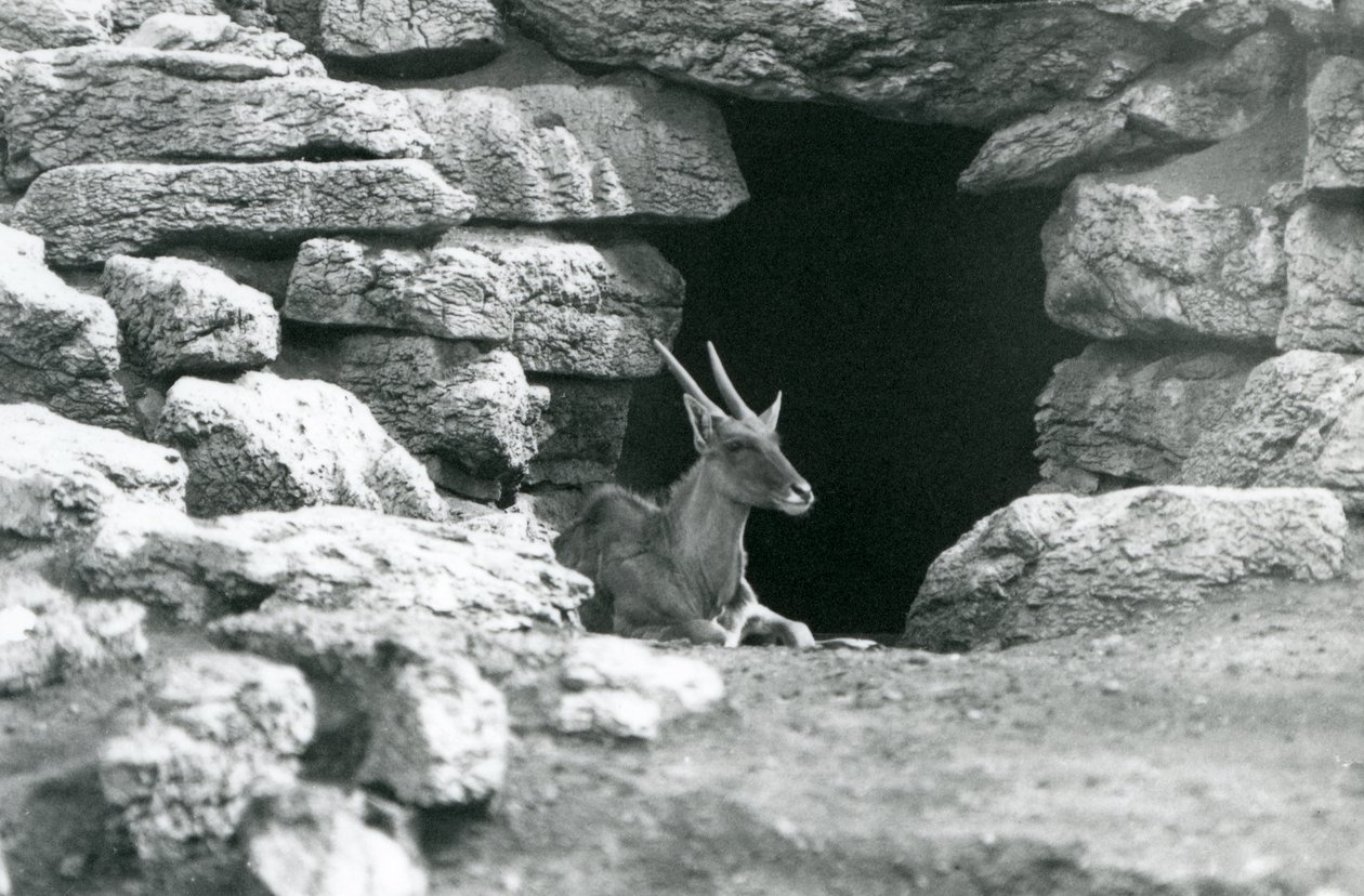 A Common Eland Resting in the Entrance of His Shelter Amongst the Rocks in the Eland/Antelope Paddock, London Zoo in 1929 by Frederick William Bond