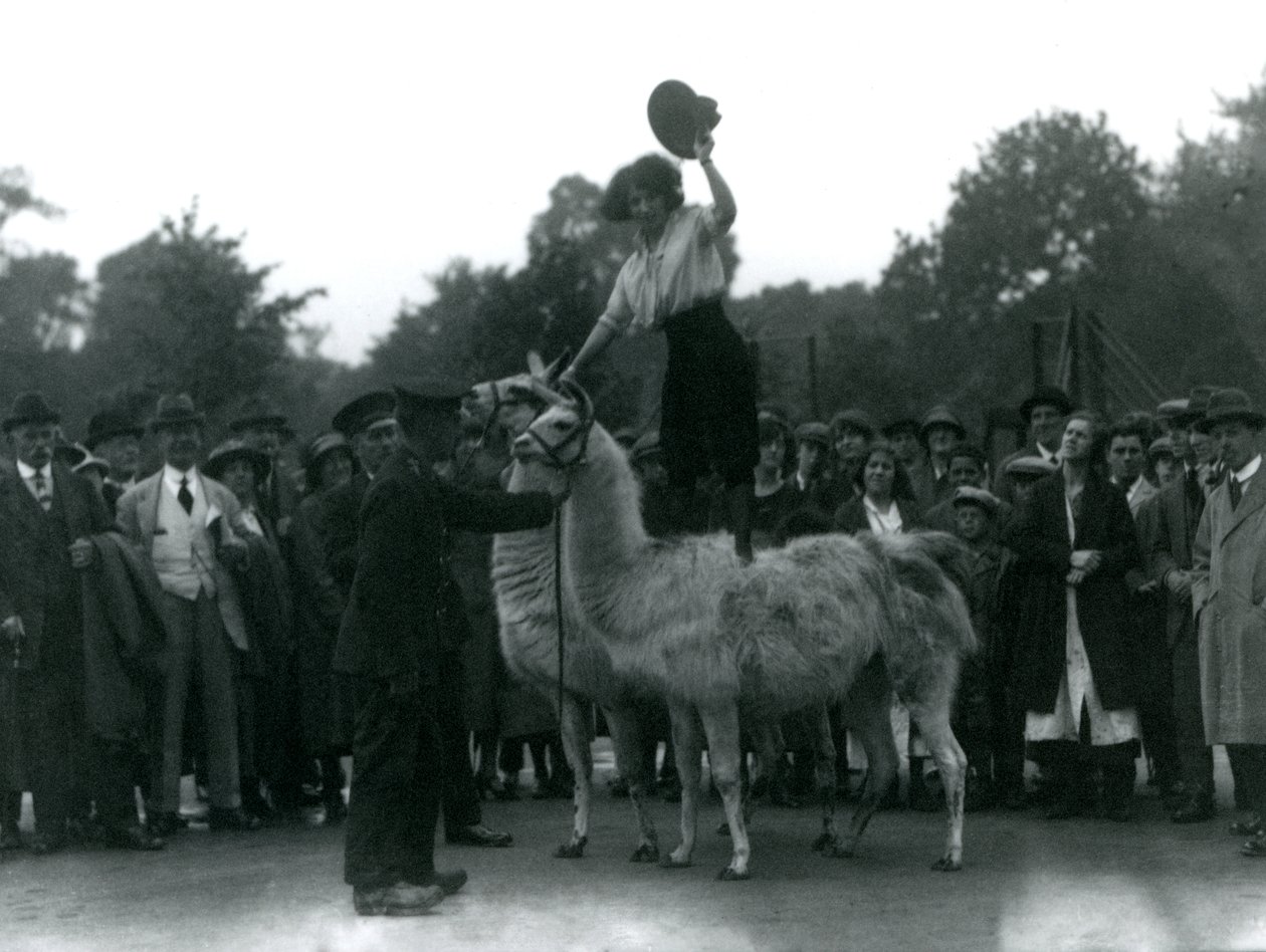 A Cowgirl Stands Astride Two Llamas During a Visit to London Zoo by Frederick William Bond