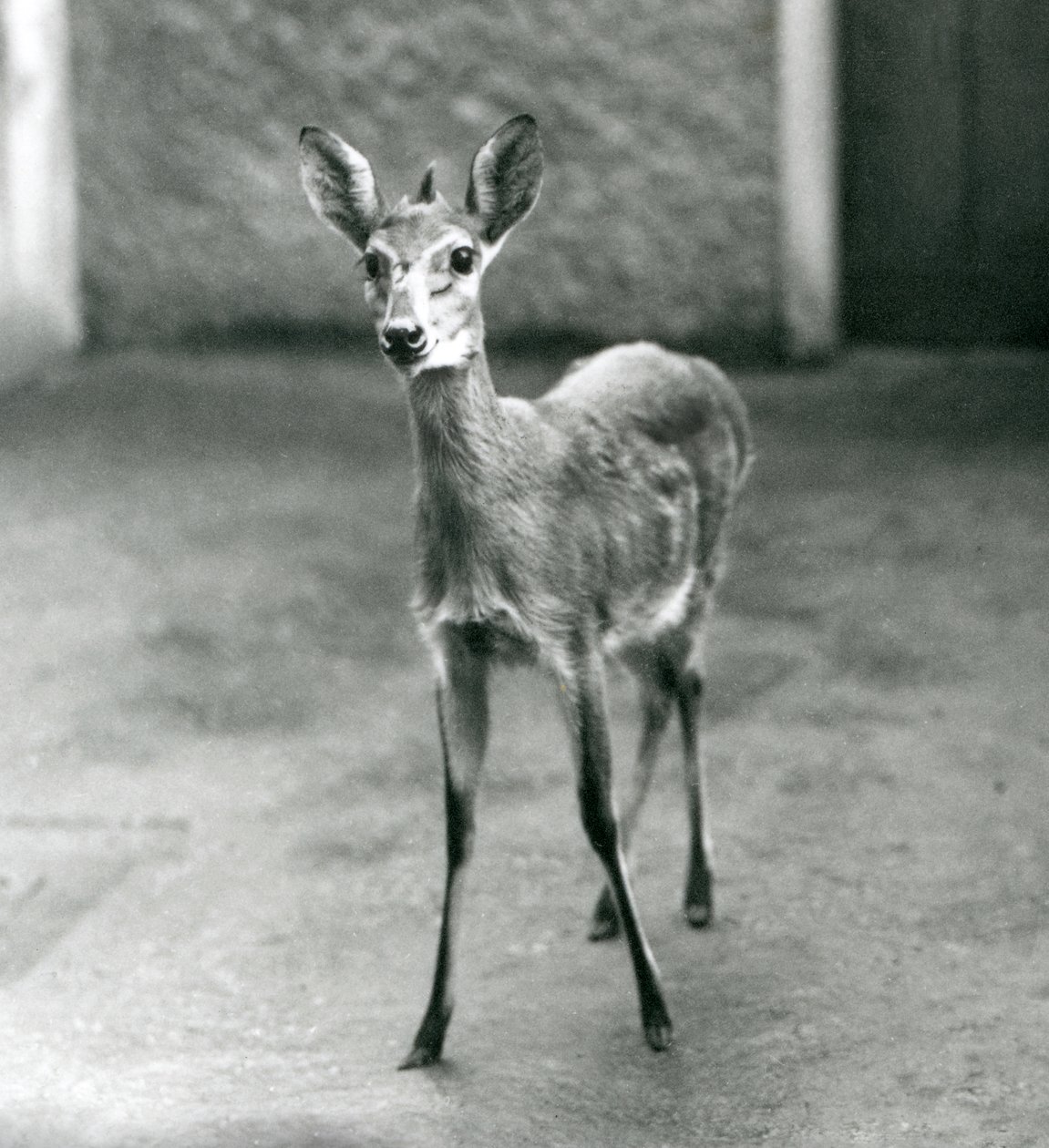A Crowned Sahel West African Bush Duiker at London Zoo in August 1927 by Frederick William Bond