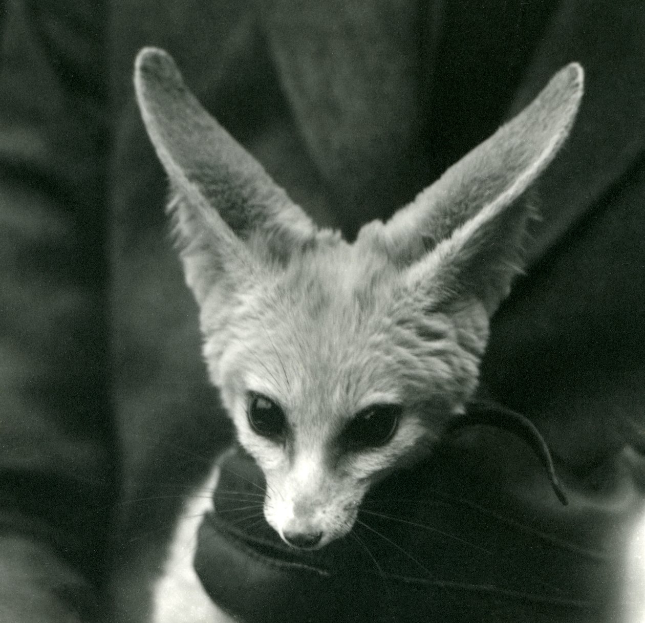 A Fennec Fox Held Around the Neck by a Gloved Keeper, 1924 by Frederick William Bond