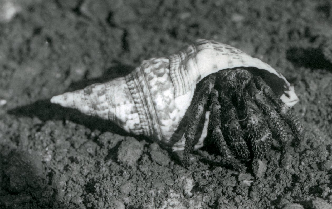 A Giant Hermit Crab in its shell, London Zoo in 1925 by Frederick William Bond