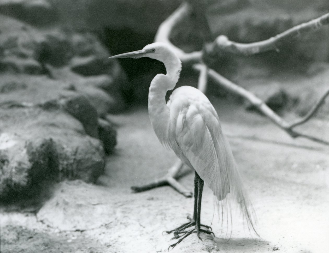 A Great Common Egret or Great White Heron in breeding plumage, standing on the floor of its enclosure at London Zoo in June 1928 by Frederick William Bond