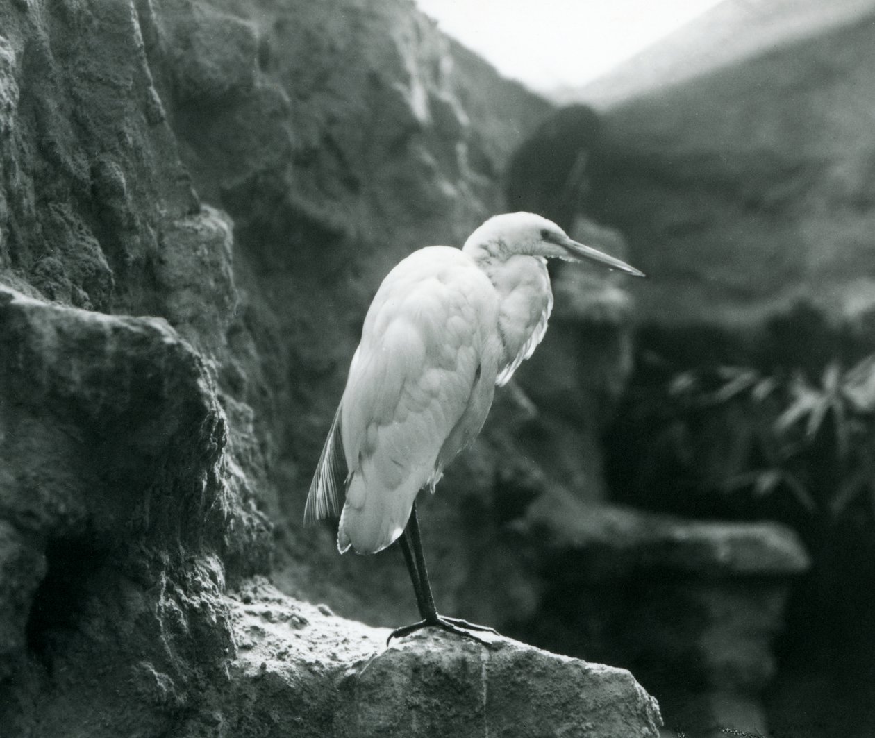 A Great Common Egret or Great White Heron Standing on a Rock at London Zoo by Frederick William Bond