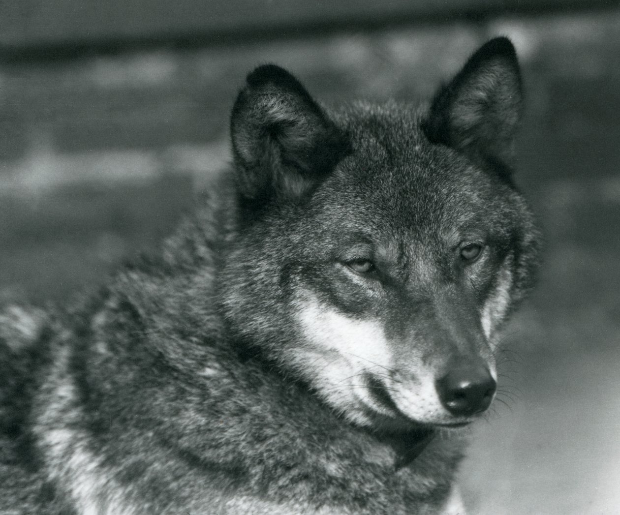 A Grey Wolf at London Zoo, 1925 by Frederick William Bond
