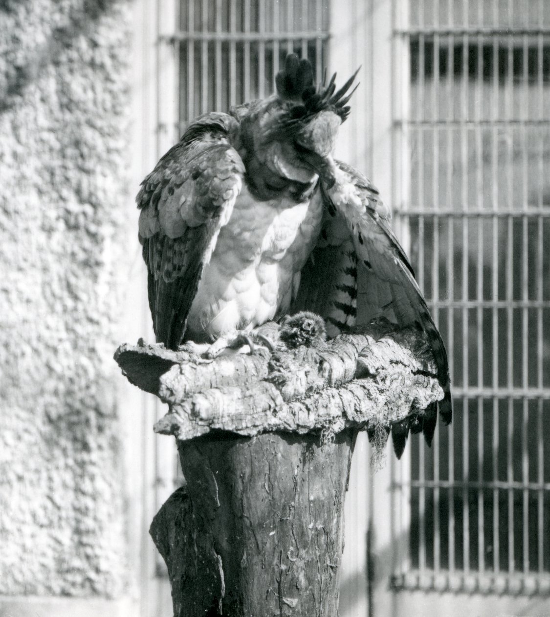 A Harpy Eagle at London Zoo, April 1914 by Frederick William Bond
