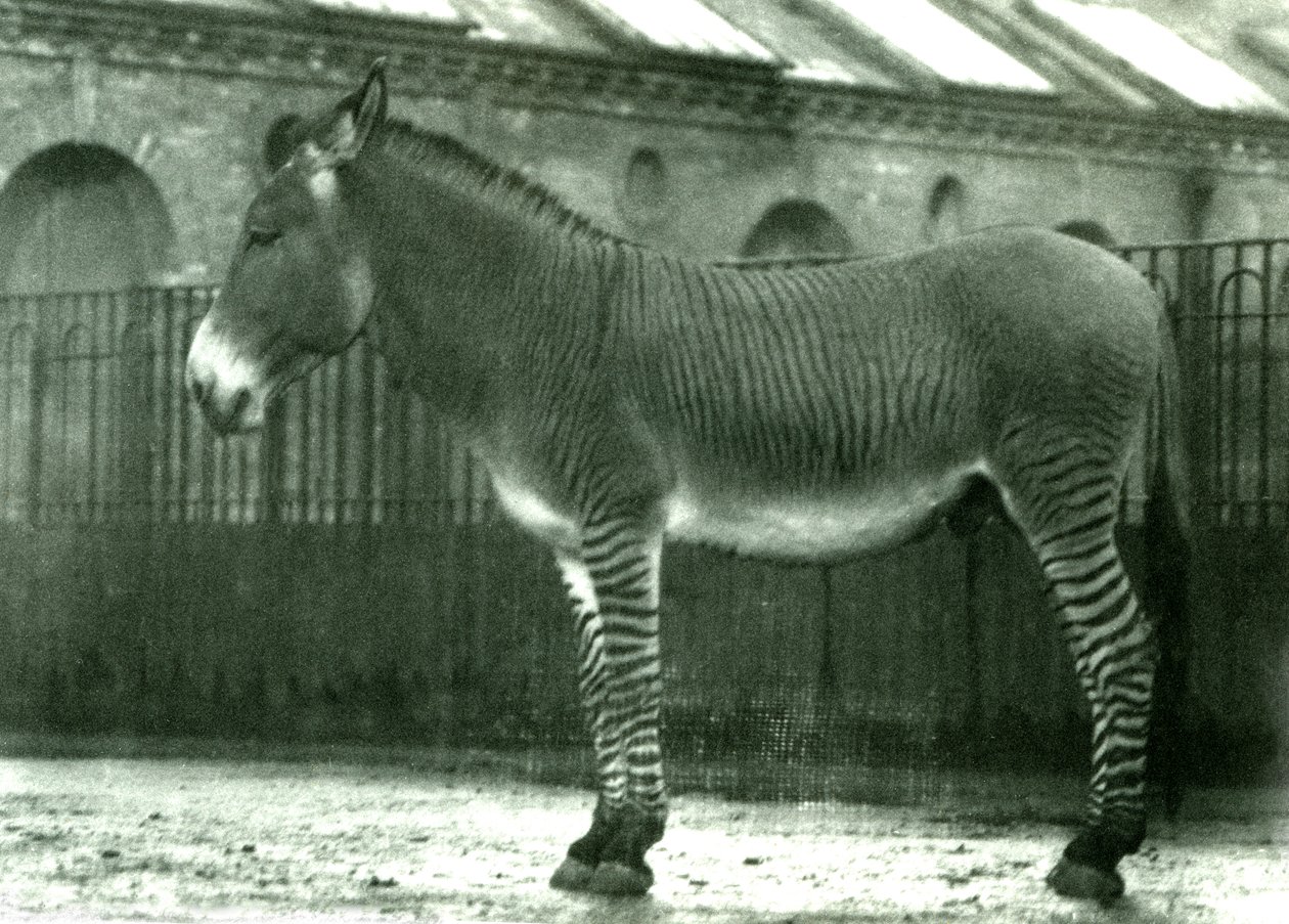 A Hybrid Zebra in its Enclosure at London Zoo, 1924 by Frederick William Bond