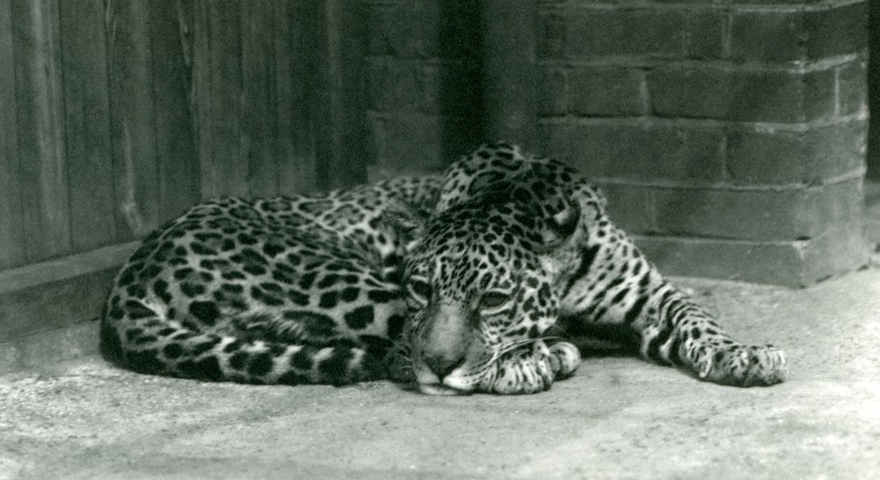 A Jaguar resting at London Zoo in June 1924 by Frederick William Bond